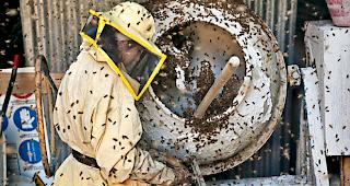 Szene aus &laquo;Le Meraviglie&raquo;