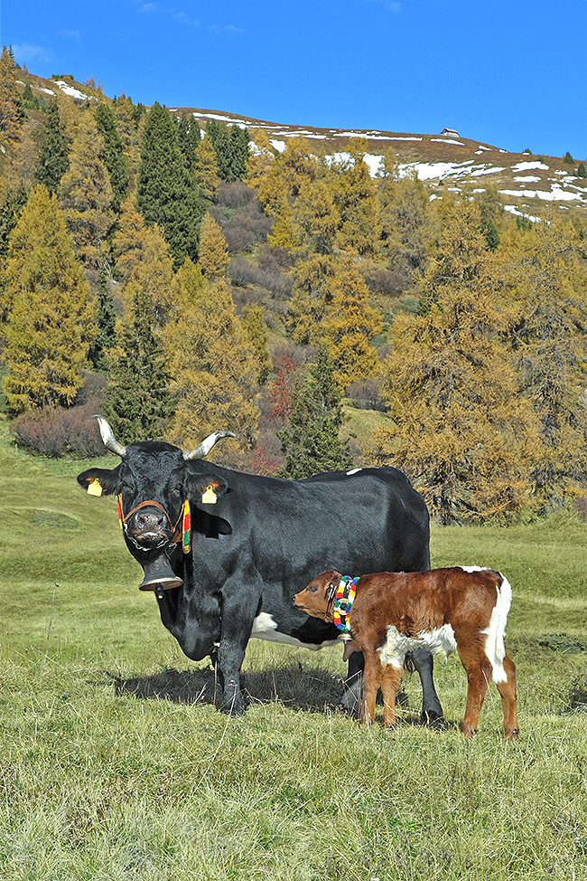 Diese Rasse ist im Zillertal beheimatet und heisst "Tux-Zillertaler".