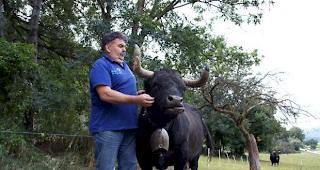 Viktor Gsponer mit seiner &laquo;Cobra&raquo; auf der Herbstweide in Turtmann. 