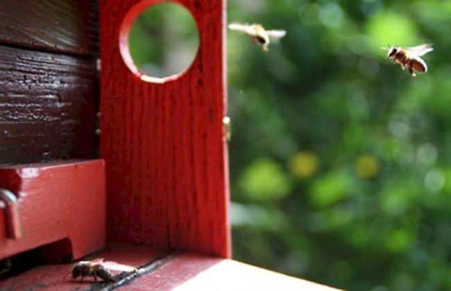 Bienen beim Heimflug.