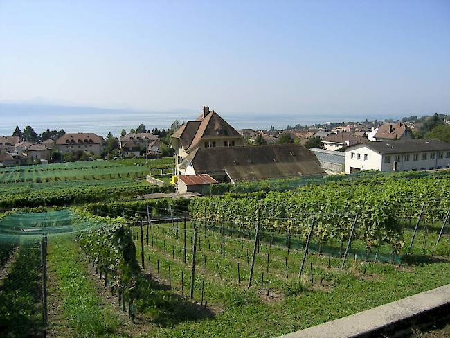 Die Schweizer Weinbauern können der Hitze und Trockenheit auch Positives abgewinnen. 