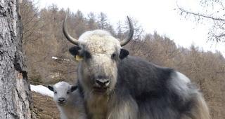 Yak-Mutter &laquo;Syra&raquo; mit Tochter &laquo;Semkyi&raquo;, welche am 3. April 2013  auf der Roten Fl&uuml;o, Embd, auf die Welt gekommen ist.