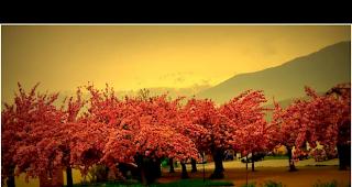 Magnolienb&auml;ume in voller Bl&uuml;te (am Montagmorgen in Bramois bei Sitten).