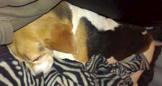 Die vierj&auml;hrige Beagle-H&uuml;ndin &laquo;Ada&raquo; starb auf dem Weg in die Tierklinik.