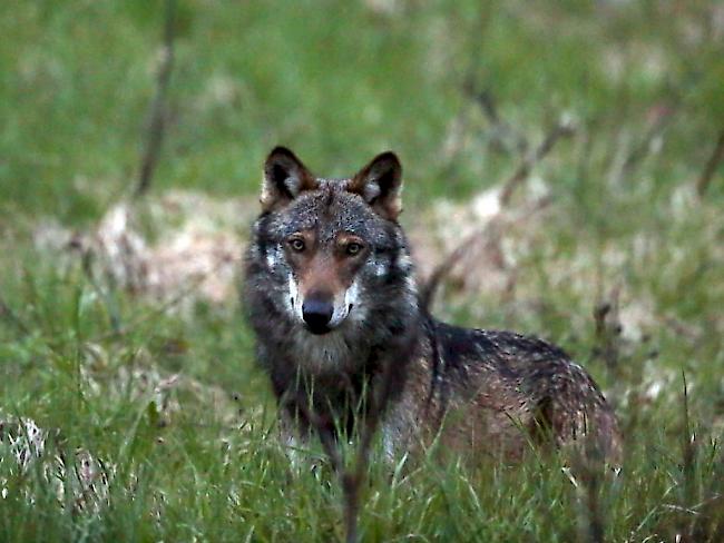 Im Wallis droht in diesem Jahr bereits dem zweiten Wolf der Abschuss (Archiv).