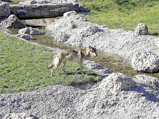 Willkommen. Im Zürcher Oberland stösst der Wolf auf mehr Sympathien als im Kanton Wallis.