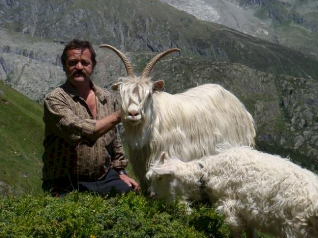 Züchterstolz: der erfolgreiche Natischer Züchter Roland Fercher mit den selten gewordenen Capra Sempione auf der Belalp. Dort werden die Tiere von Mai bis Oktober gesömmert. 