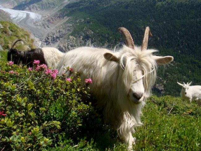 Eine Seltenheit: im Wallis leben derzeit nur noch 30 Simplonziegen. Mehr als 25 Tiere stammen aus der Natischer Stallung von Roland Fercher.  