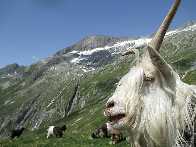 Das ursprüngliche Verbreitungsgebiet der Capra Sempione war gemäss Pro Specie Rara die Simplonregion sowohl auf Schweizer wie auch auf italienischer Seite – bis in die nördlichsten Regionen des Piemont hinein. 