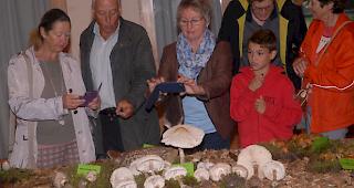 Es gab viel zu bestaunen, wie die Eindr&uuml;cke von der Pilzausstellung in Naters beweisen.