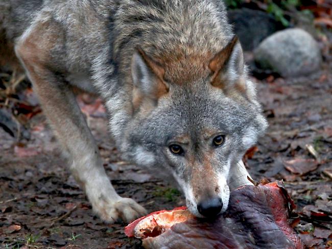 Beutegreifer. Neben Hirschen, Rehen und Gämsen greift sich der Wolf bei günstiger Gelegenheit auch Nutztiere wie Schafe und Ziegen.
