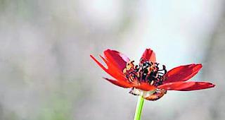 Selten. Das Feuerrote Blutstr&ouml;pfchen stammt aus der Familie der Hahnenfussgew&auml;chse und ist eine typische Ackerpflanze.