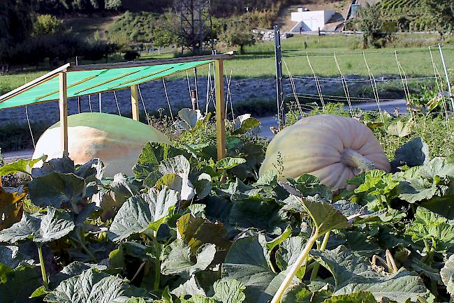 Die gärtnerischen Mühen der Schmids werden jeweils im Herbst mit riesigen Kürbisfrüchten belohnt.   