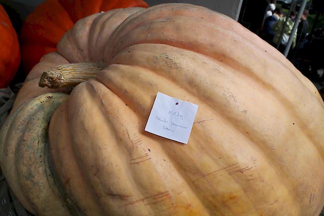 Platz 2 für den 152 Kilogramm schweren Kürbis des Natischer Züchters Alfredo Mammone. 