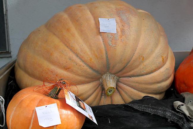 Brachte 237 Kilogramm auf die Waage: der Riesenkürbis von Therese und Hubert Schmid aus Ausserberg. 