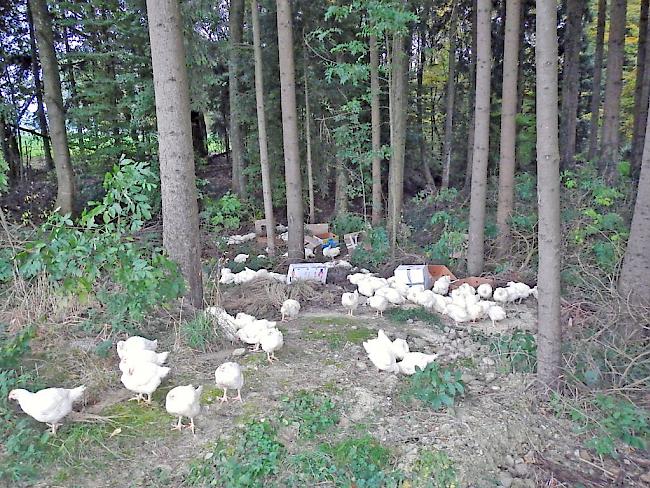 Kaum Vorschriften. In einem Thurgauer Wald ausgesetzte Hühner (Symbolbild).