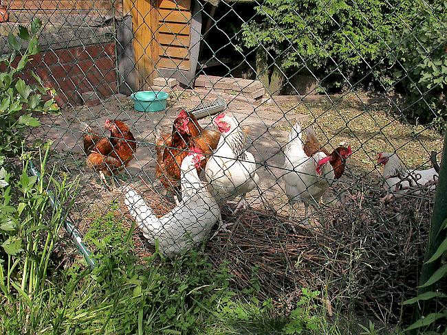 Ein solches Bild wird es im Garten von Claudia Schwick nicht geben.