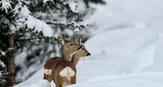 Unsere heimischen Wildtiere wissen mit dem Winter umzugehen und trotzen diesem mit verschiedenen Taktiken. Reh und Hirsch legen sich etwa ein dichteres Winterfell zu. Gegen St&ouml;rungen sind sie jedoch nicht gewappnet.  