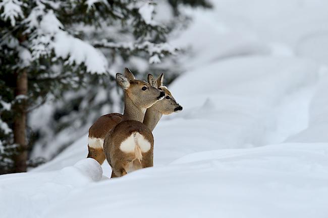 Unsere heimischen Wildtiere wissen mit dem Winter umzugehen und trotzen diesem mit verschiedenen Taktiken. Reh und Hirsch legen sich etwa ein dichteres Winterfell zu. Gegen Störungen sind sie jedoch nicht gewappnet.  