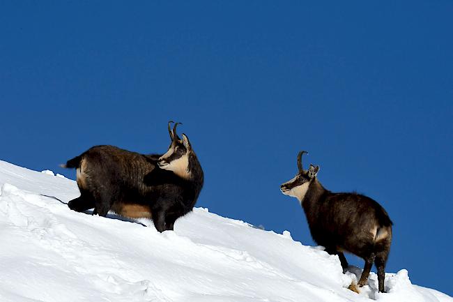 Stein- und Gamswild hält sich im Winter in mittleren Lagen an steilen, sonnenexponierten Hängen auf. Besonders in strengen Wintern suchen sie Gebiete unterhalb der Waldgrenze auf.