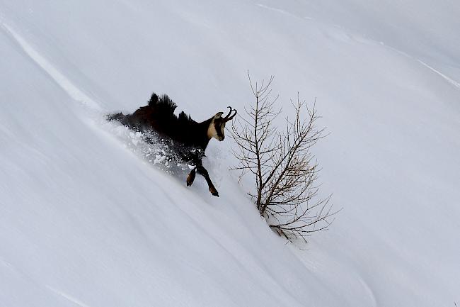 Werden Tiere durch Freizeitsportler oder freilaufende Hunde ständig aufgeschreckt, kann der Winter für sie den Tod bedeuten. 