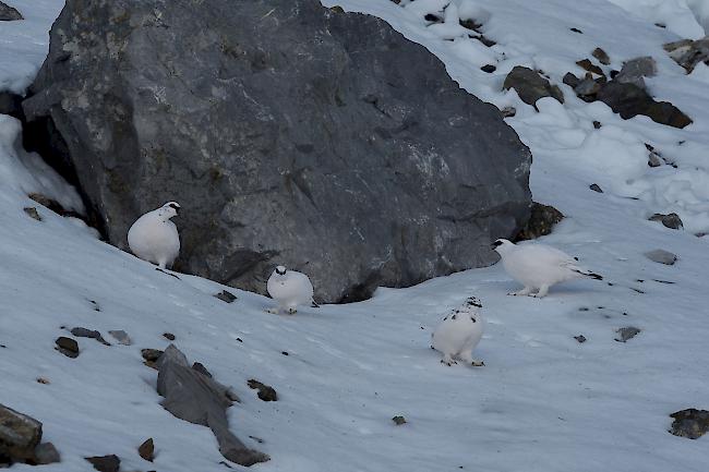 Vor dem Winter wechselt das Alpenschneehuhn in ein weisses, dichteres Winterkleid. Auch die Zehen sind dann stärker befiedert, so dass die Vögel besser über den Schnee laufen können.   