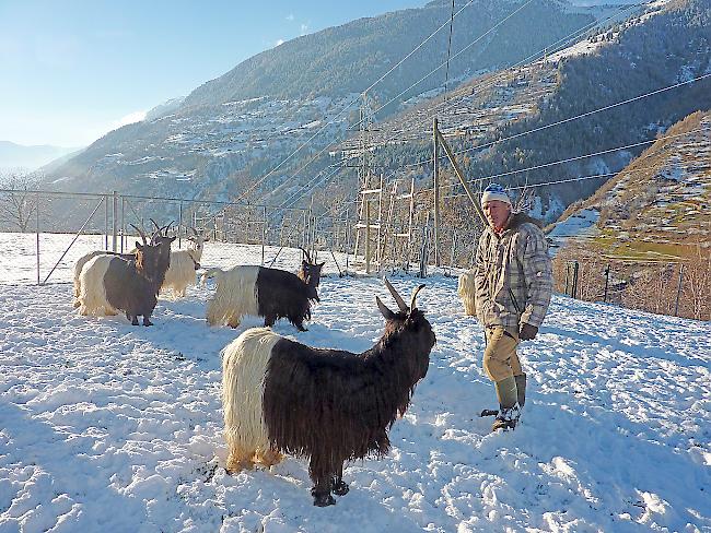 Viel Bewegungsfreiheit für Edwin Zeiters Schwarzhalsziegen, selbst im Schnee.