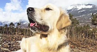 Probleme mit Hunden und deren Haltern sollten direkt und nicht im Netz gekl&auml;rt werden.