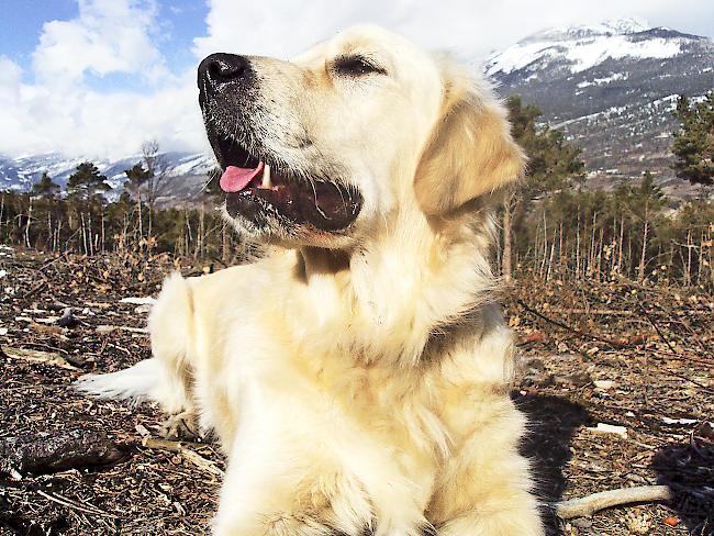 Probleme mit Hunden und deren Haltern sollten direkt und nicht im Netz geklärt werden.