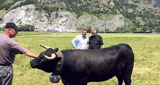 Kuhhandel. Lukas J&auml;ger aus Turtmann (links) verkaufte im Sommer SVP-Nationalrat Franz Gr&uuml;ter (hinten rechts) aus Luzern mithilfe von Berater Toni Brunner Eringerkuh &laquo;Micabol&raquo;.