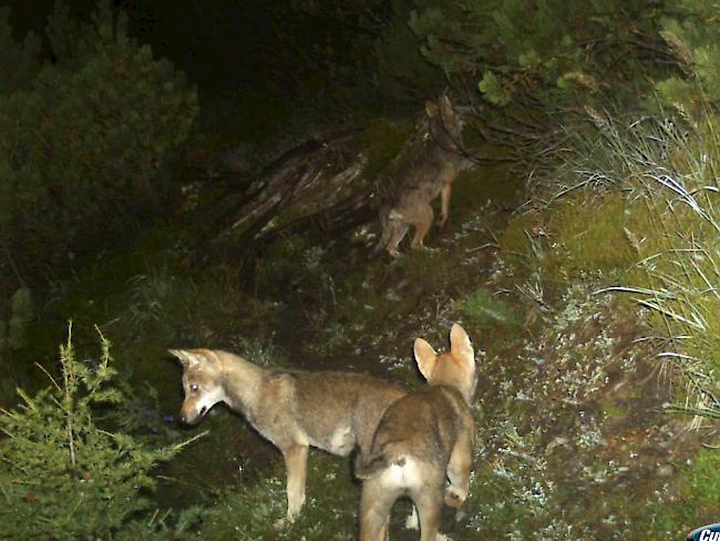 Ein dritter Jungwolf ist in steilem Gelände abgestürzt. (Archivbild)