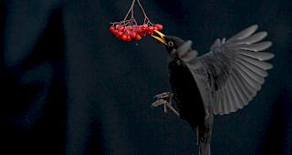 Platz 1: Dieses Amselm&auml;nnchen kann den Fr&uuml;chten der Vogelbeere nicht widerstehen und liefert mit seinem gelben Schnabel einen zweiten Farbtupfer f&uuml;r das perfekt komponierte Siegerbild von Arto Juvonen.