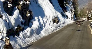 Das Foto eines jagenden Steinadlers und einer verletzten G&auml;mse sorgte im Jahr 2015 bei der 1815.ch-Leserschaft f&uuml;r Furore. 