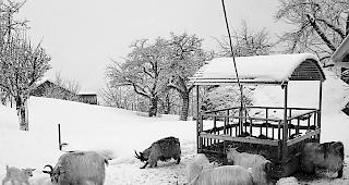K&auml;lteresistent. Die Kaschmirziegen lassen sich auch durch eisige Temperaturen nicht aus der Ruhe bringen. 
