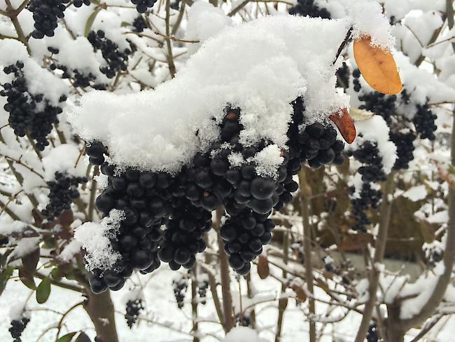 Beeren im Schnee in Naters.