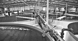 In der Nacht von Freitag auf Samstag sind in der Valperca, einer Fischzucht-Anlage f&uuml;r Egli, in Raron aufgrund einer technischen Panne mehr als 200 000 Eglifische verendet. 