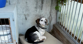 Seine Tage sind gez&auml;hlt, nach einem Leben im Zwinger soll der Hund nach einem Herzinfarkt in den kommenden Tagen vom Tierarzt eingeschl&auml;fert werden.