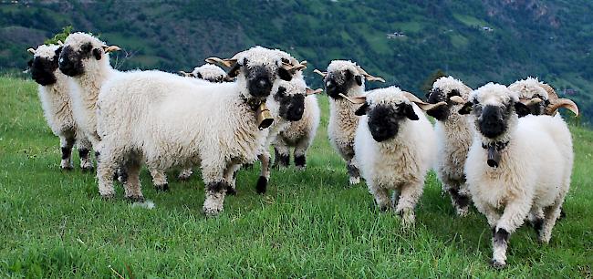 Schwarznasenschafe. Die drolligen Tiere mit dem prägnanten Kopf werden fast ausschliesslich im Oberwallis gehalten. Symbolbild 