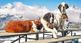 Bernhardiner vor der Bergkulisse.