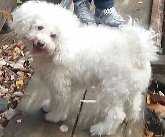 Der 13-jährige Bichon-Frise «Joschi»