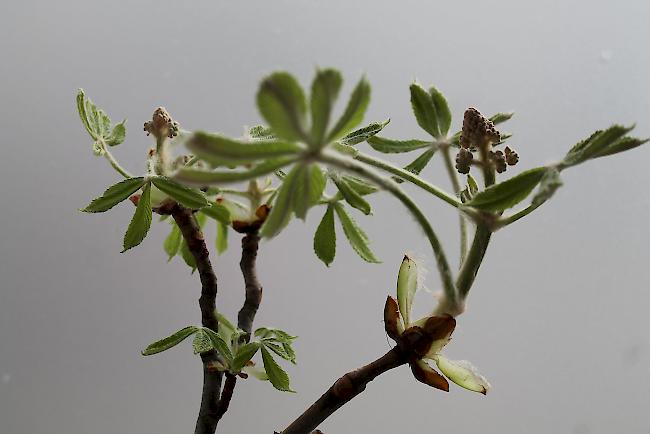 Natur versus Städteplanung.