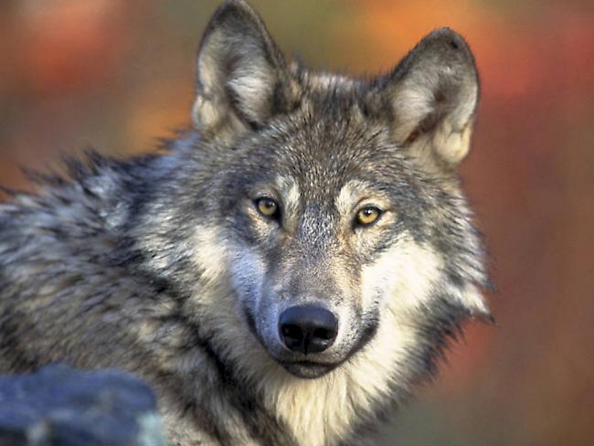 Der Wolf ist am Mittwoch einmal mehr Thema im Bundeshaus.