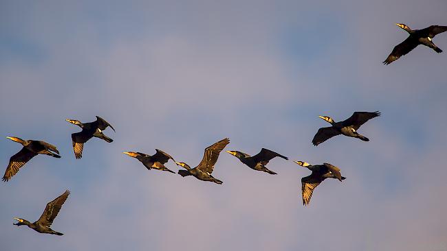 Ein Kormoran-Schwarm überfliegt das Rhonetal. 