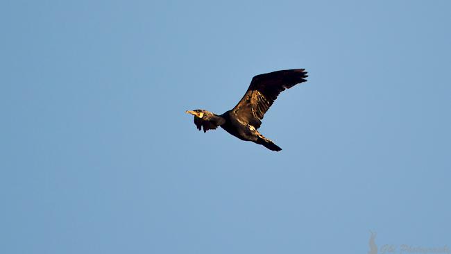 Die grossen Fisch fressenden Vogelarten geraten von Seiten der Fischerei immer wieder in das Schussfeld der Kritik. Ein spezieller Konfliktpunkt besteht beim Kormoran, der in der Lage ist, Fische aus den Netzen von Berufsfischern zu reissen und dabei die Netze zu beschädigen.