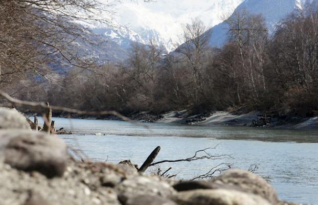 Das tote, hundeartige Tier ist am Montag von Fischern am Ufer der Rhone westlich von Raron gefunden worden.