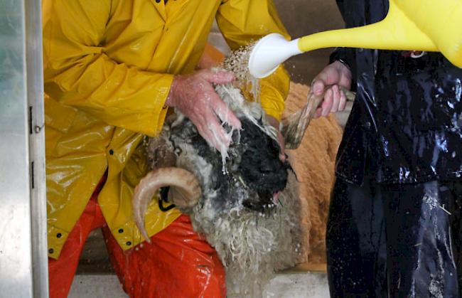 Impressionen vom Schwarznasenwidder-Waschtag bei Schäfern in Baltschieder vom Freitag.