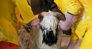 Impressionen vom Schwarznasenwidder-Waschtag bei Sch&auml;fern in Baltschieder vom Freitag.