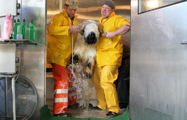 Impressionen vom Schwarznasenwidder-Waschtag bei Schäfern in Baltschieder vom Freitag.