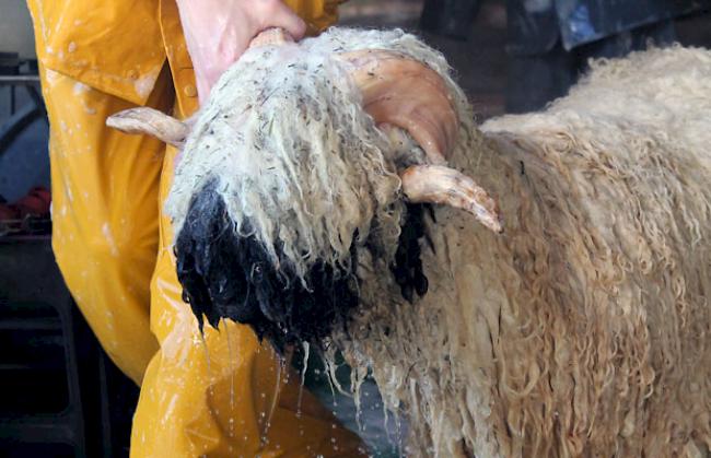 Impressionen vom Schwarznasenwidder-Waschtag bei Schäfern in Baltschieder vom Freitag.