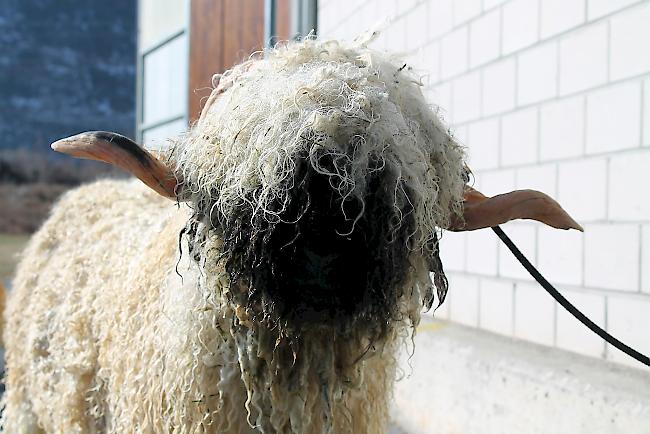 «Vatertag»: Gegen 550 Widder werden am Samstag in Visp bewertet.